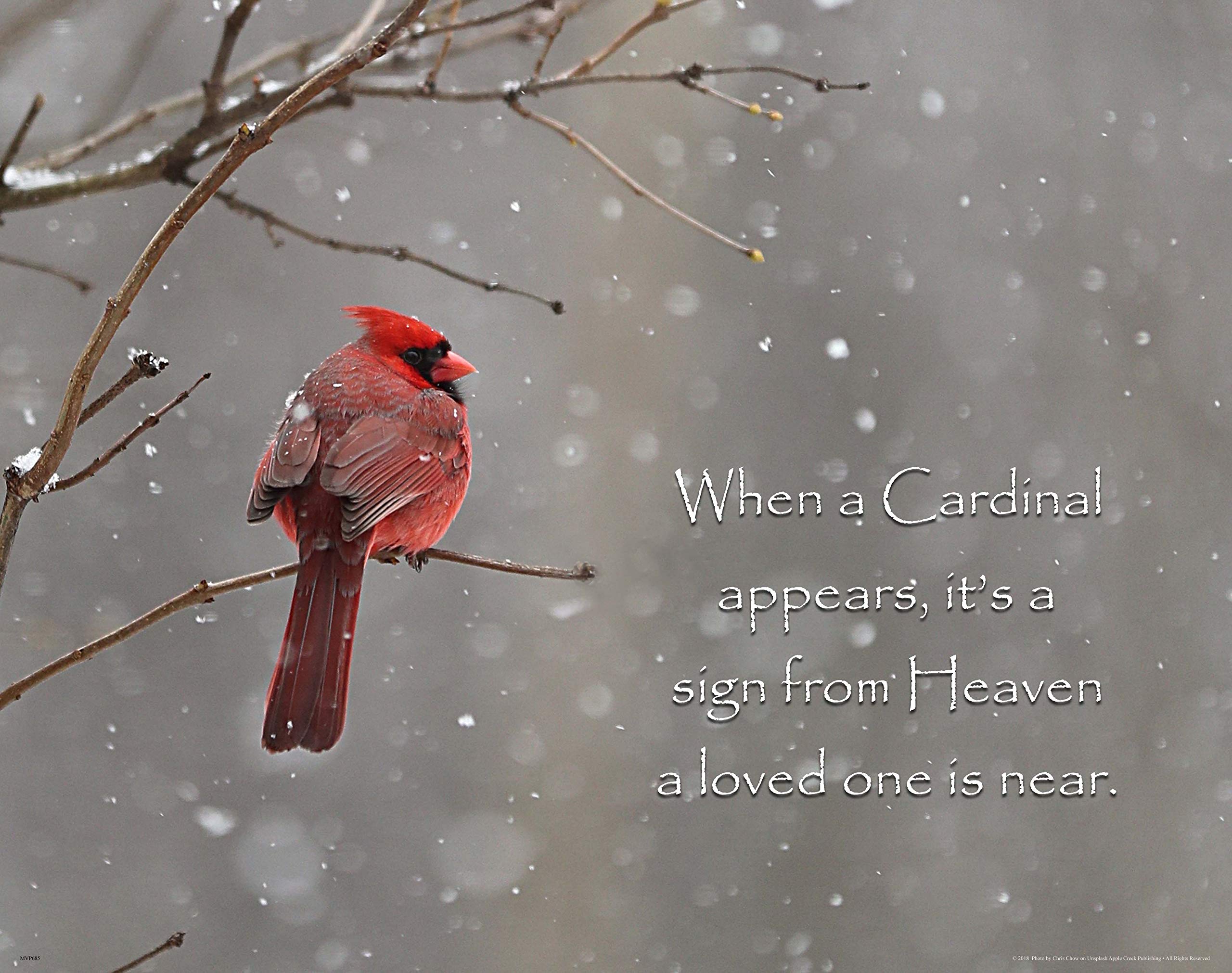 56 Best Cardinal Quotes