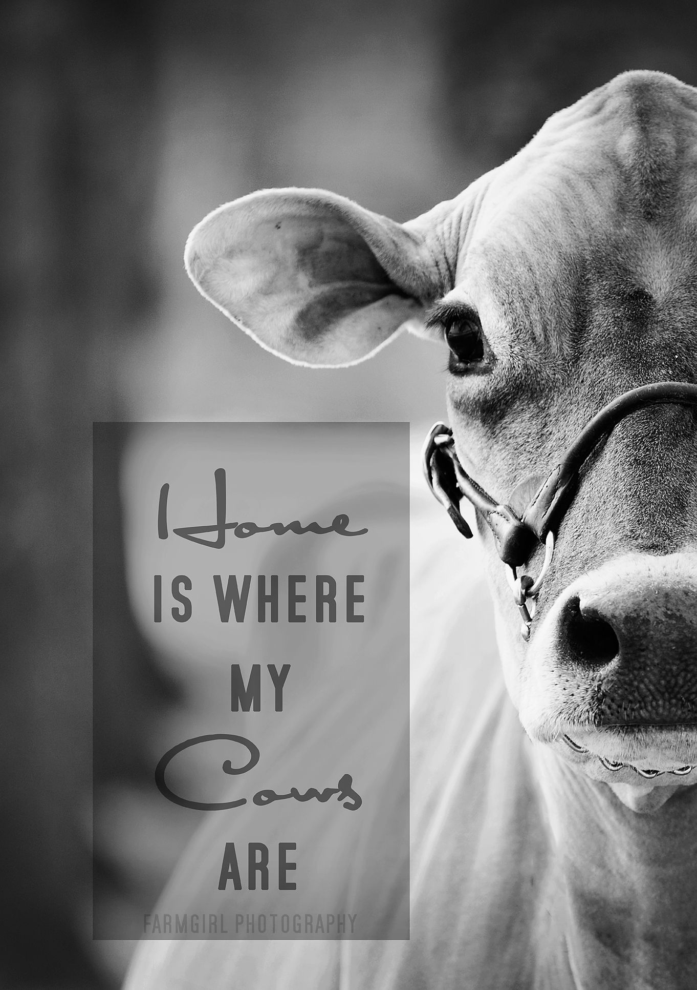 37 Best Cow Quotes