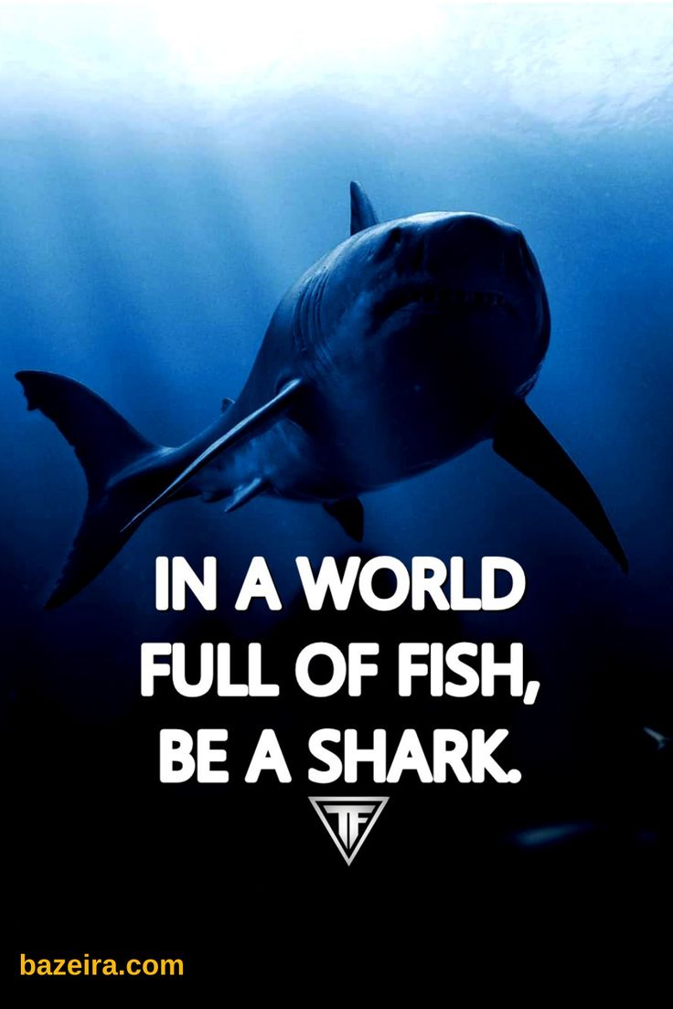 32 Best Shark Quotes